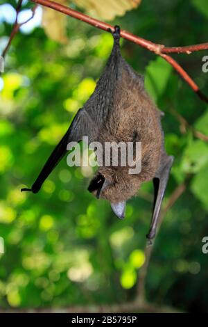 myotis lucifugus size