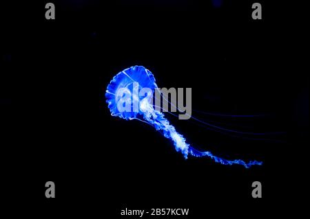 Small jellyfish floating in the water. The background is dark. Isolated. Stock Photo