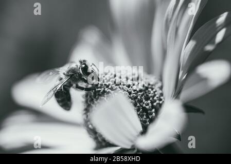 Bee collects nectar from a flower. Selective focus macro shot with shallow DOF. Black and white photo Stock Photo