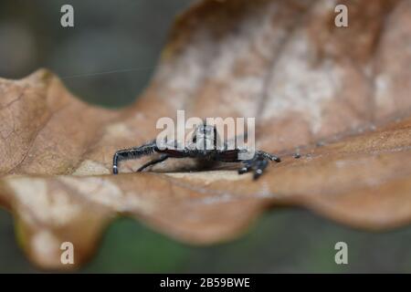 A black jumper spider crawl on a dried leaf. Surakarta, Indonesia