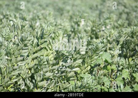 Broad beans ready for harvest field Stock Photo