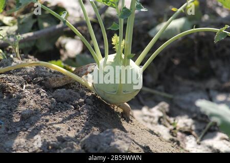 turnip Close up of kohlrabi turnip, turnip cabbage in garden Stock Photo