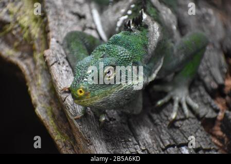 A Fijian Crested Iguana (Brachylophus vitiensis) crouched on a log. Stock Photo