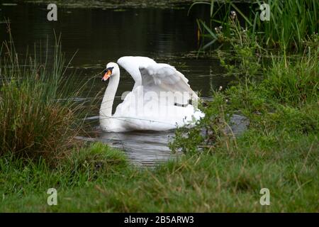 White swan at Dedham, Essex, England Stock Photo