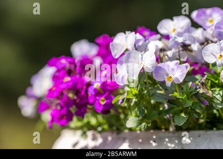 Beautiful viola tricolor purple flowers blooming in flower pot Stock Photo