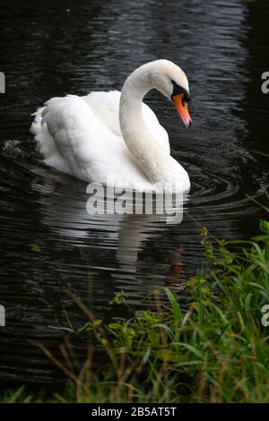 White swan at Dedham, Essex, England Stock Photo