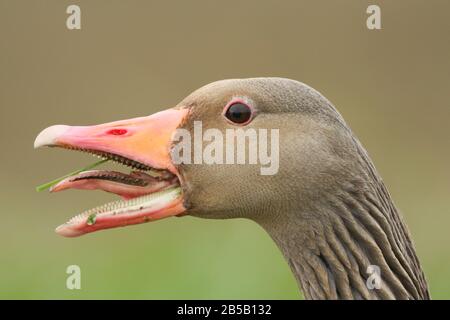 A head shot of a hissing Greylag Goose, Anser anser. It has its beak open and tongue showing. Stock Photo