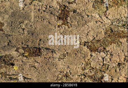 texture of grey and yellow lichen on rock, detail Stock Photo