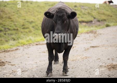 black domestic cow on a farm (Bos taurus) Stock Photo