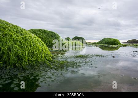 Ulva intestinalis seaweed on rocks on a beach. Also known as gutweed, sea lettuce, or grass kelp.