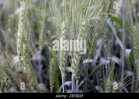 green wheat and meadow sweet Stock Photo