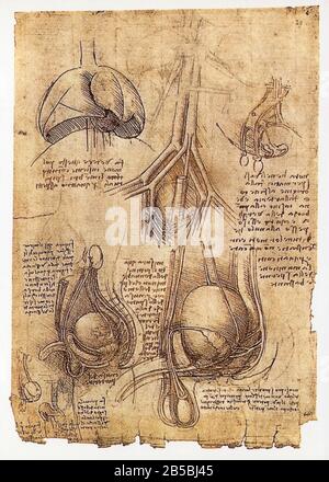 leonardo da vinci organ drawings