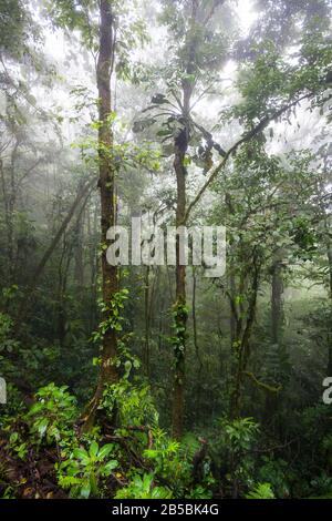 Panama landscape with misty cloudforest in Omar Torrijos national park, Cocle province, Republic of Panama, Central America. Stock Photo