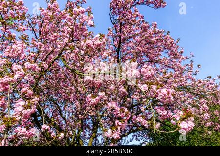 Pink decorative Cherry tree Prunus serrulata 'Kanzan' against blue sky in sunny day, spring tree in bloom Stock Photo