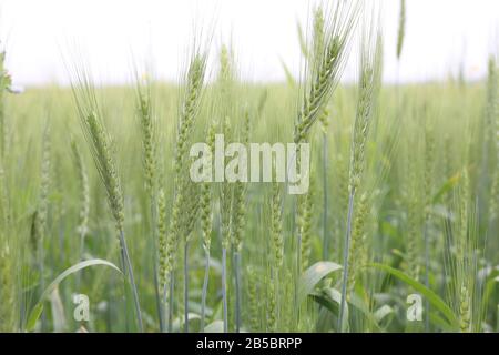 Green Wheat Head in Cultivated Agricultural Stock Photo