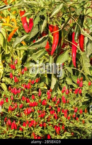 Different kinds of ripening chilli peppers garden plant Chillies Growing Stock Photo