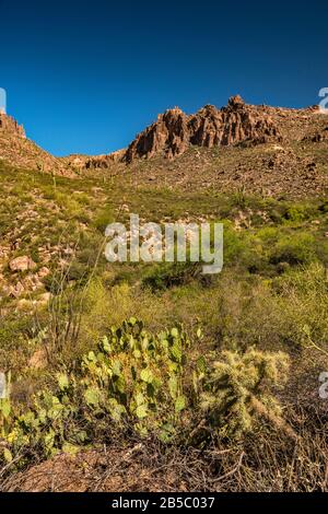 Teddybear cholla, prickly pear cacti, ocotillos, Peralta Canyon Trail, Fremont Saddle in dist, Superstition Mtns, Tonto National Forest, Arizona, USA Stock Photo