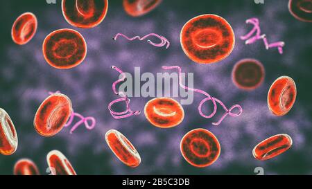 Borrelia bacteria in blood, illustration Stock Photo