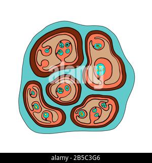 Echinococcus multilocularis hydatid cyst, illustration Stock Photo - Alamy