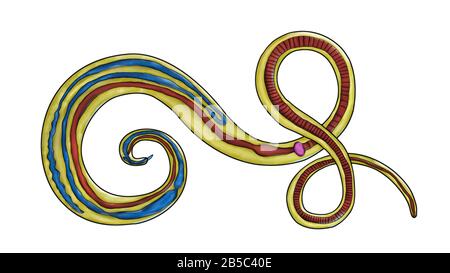 Male whipworm (Trichuris trichiura), a nematode parasite of humans ...