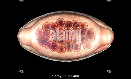 Egg of a parasitic worm Trichuris trichiura, illustration Stock Photo ...