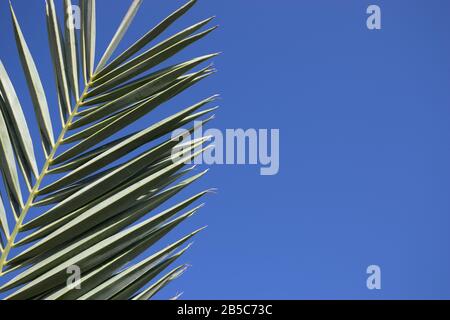 Coconut palm tree leaf, beautiful tropical background Stock Photo
