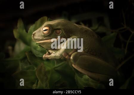 Sleepy Australian Green Tree Frog with dark background Stock Photo