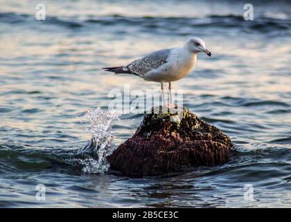 Curious seagull sitting on a cliff in the sea, waves in the sea, bird on the beach, outdoors Stock Photo