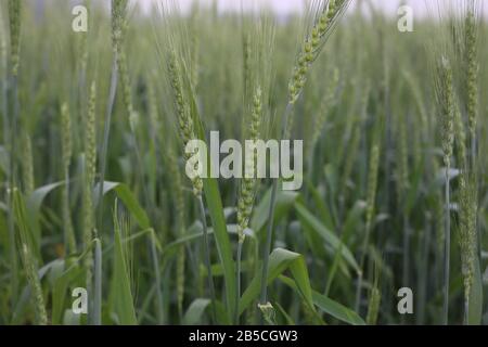 Landscape Of Green Wheat Field Stock Photo