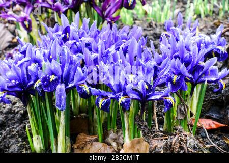 Group of blue dwarf irises 'Harmony' Stock Photo
