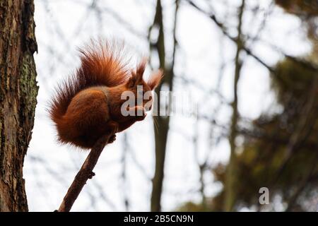 A small gray-orange squirrel sits on a branch in an autumn Park Stock Photo