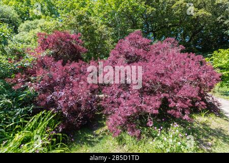 Cotinus coggygria (AKA Smoke bush, Smokebush, Smoke tree), a deciduous shrub with reddish purple leaves in Summer in England, UK. Stock Photo