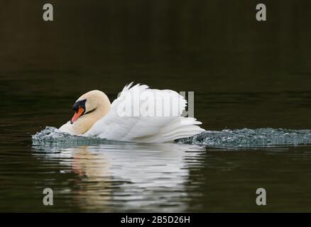 Profile side view of a White Mute Swan (Cygnus olor) swimming fast with wings in attack posture on a lake in Spring in West Sussex, England, UK. Stock Photo