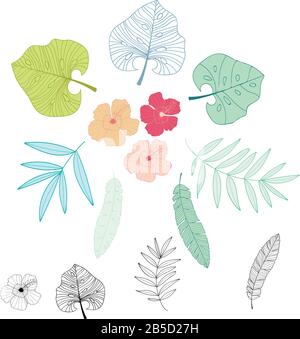 Vector illustration of tropical flower isolated on white background ...