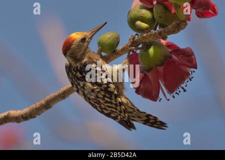 Male Yellow-crowned woodpecker (Dendrocopos mahrattensis) at Gir National Park, Gujarat, India Stock Photo