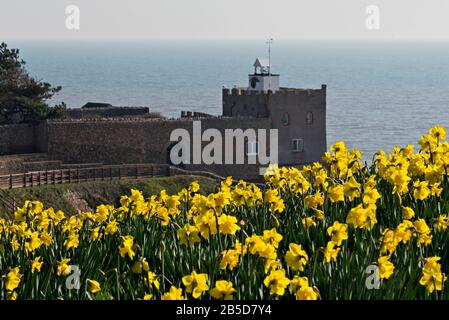 Daffodils on Peak Hill, Sidmouth, England, Devon, UK, planted as part of the Million Bulb Project which was inspired by a bequest  by Keith Owen. Stock Photo