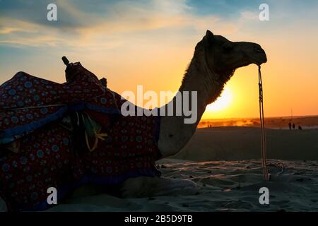 Camels used for tourist safari at sunset at the Thar desert Jaisalmer Rajasthan India Stock Photo