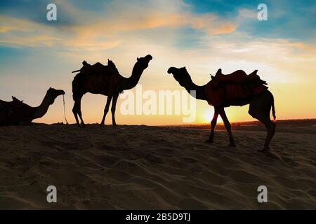Camels used for tourist safari at sunset at the Thar desert Jaisalmer Rajasthan India Stock Photo