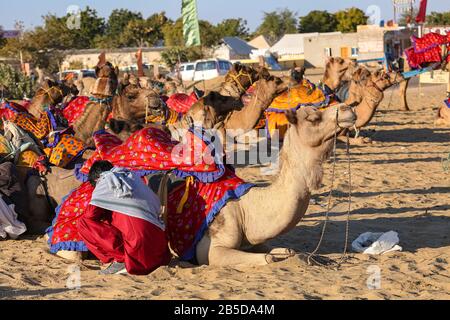 Camels used for tourist safari at Thar desert at Jaisalmer Rajasthan, India Stock Photo