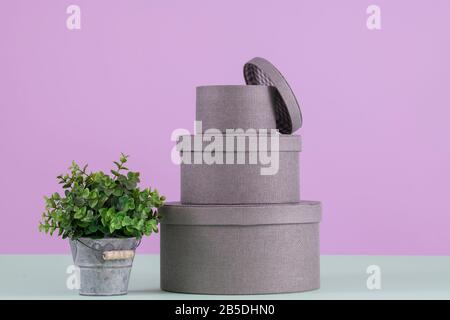 Pile of round boxes with a plant Stock Photo