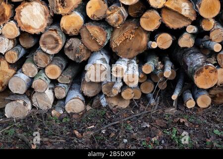 Large pile of cut birch trees logs in the forest Stock Photo