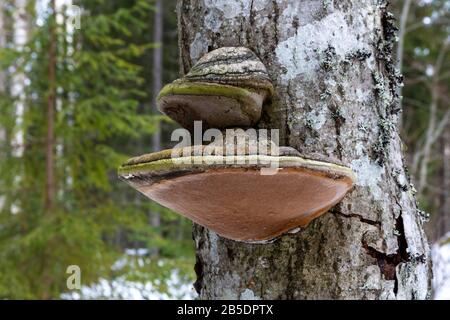 Polypore (Phellinus populicola) living on aspen  (Populus tremula) with a typical shape as a horse hoof, picture from Northern Sweden. Stock Photo