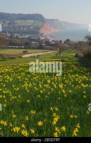 Daffodils on Peak Hill, Sidmouth, Devon, UK, planted as part of the Million Bulb Project which was inspired by a bequest  by Keith Owen. Stock Photo