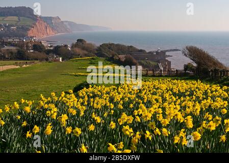 Daffodils on Peak Hill, Sidmouth, Devon, UK, planted as part of the Million Bulb Project which was inspired by a bequest  by Keith Owen. Stock Photo