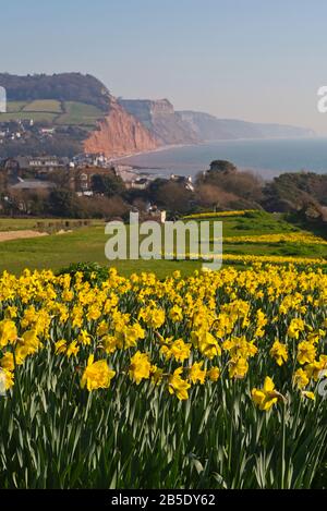 Daffodils on Peak Hill, Sidmouth, Devon, UK, planted as part of the Million Bulb Project which was inspired by a bequest  by Keith Owen. Stock Photo