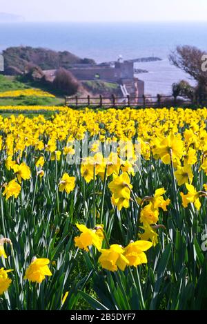 Daffodils on Peak Hill, Sidmouth, Devon, UK, planted as part of the Million Bulb Project which was inspired by a bequest  by Keith Owen. Stock Photo