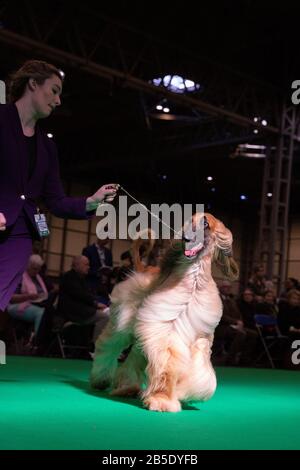 Birmingham, UK. 08th Mar, 2020. Birmingham, 8 March 2020. Final day of Crufts 2020 at the NEC in Birmingham UK. Afghan Hounds are put through their paces during judging. Credit: Jon Freeman/Alamy Live News