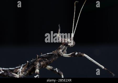 Sun Gaya Stick Insect on black background Stock Photo