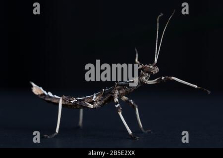 Sun Gaya Stick Insect on black background Stock Photo