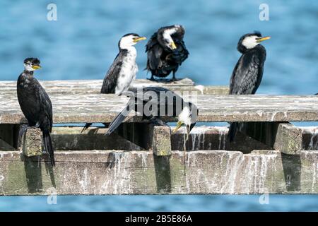 little pied cormorant, Microcarbo melanoleucos, perched on man-made structure, New Zealand Stock Photo